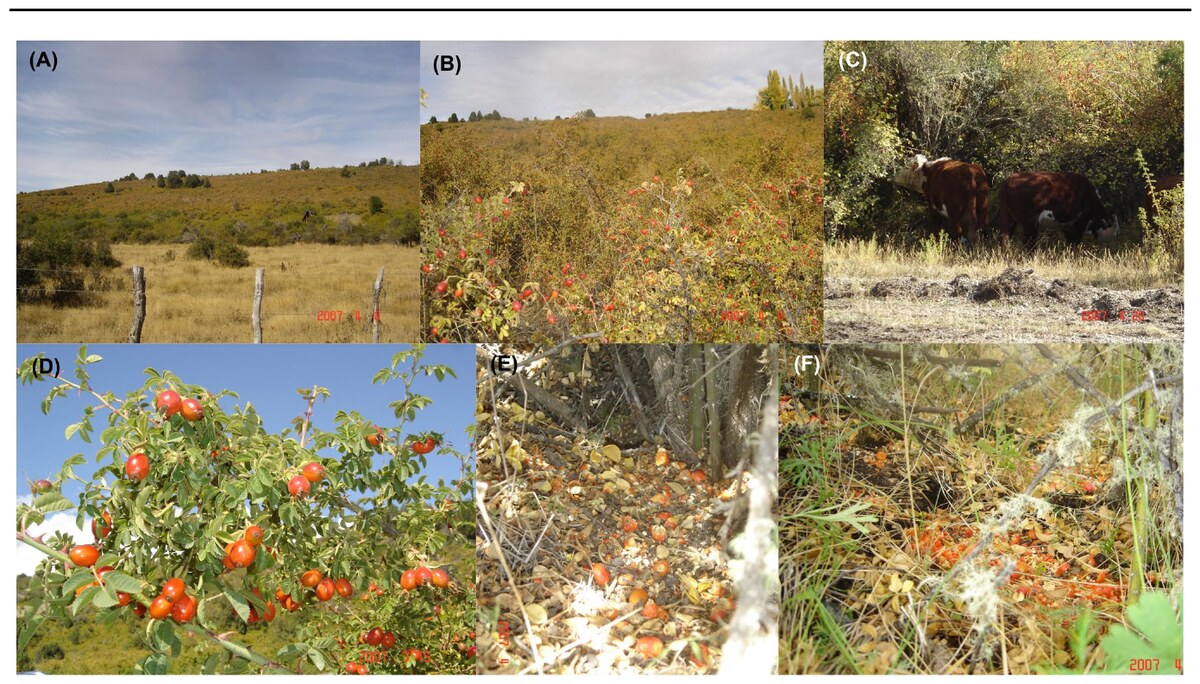 Examples of sweet briar shrublands in the study area.