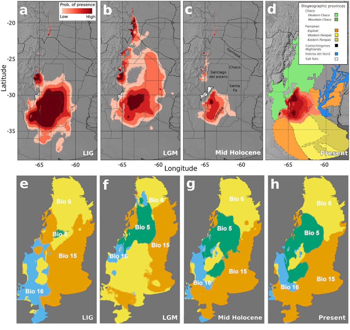 Potential distribution of *Calomys venustus* under present and past climate scenarios.