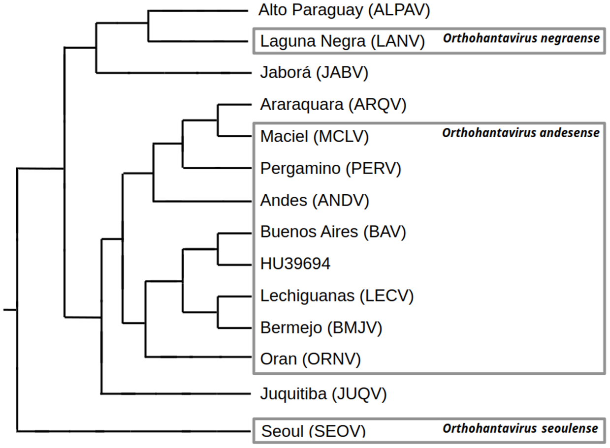 Phylogenetic relationships among the orthohantavirus genotypes recorded in Southern South America.